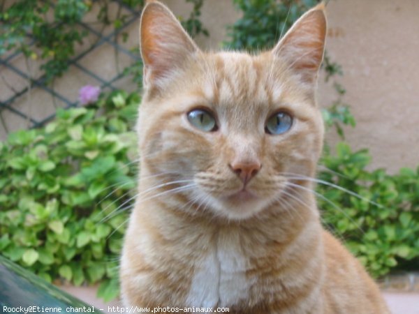 Photo de Chat domestique