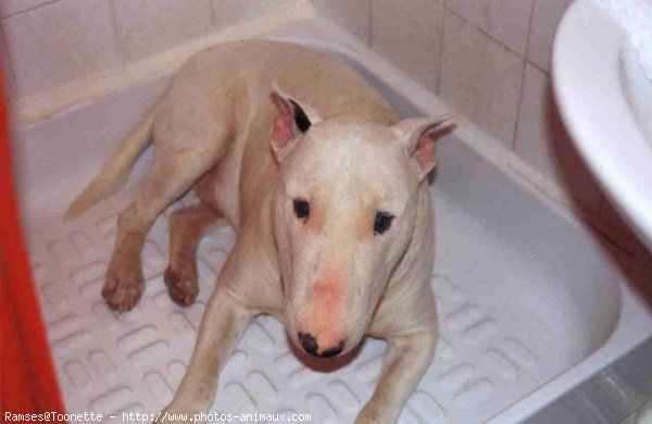 Photo de Bull terrier miniature