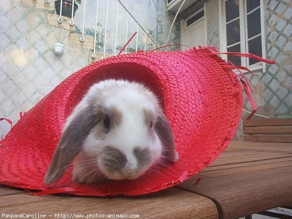 Photo de Lapin