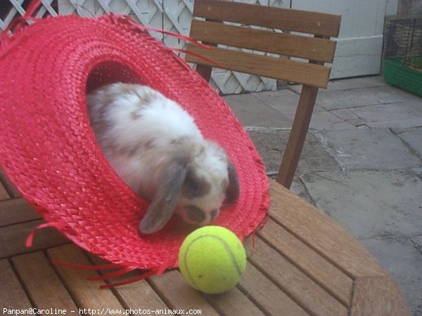 Photo de Lapin