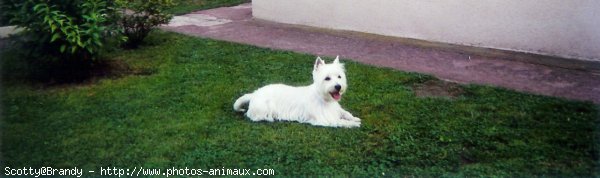 Photo de West highland white terrier