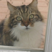 Photo de Chat domestique