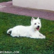 Photo de West highland white terrier