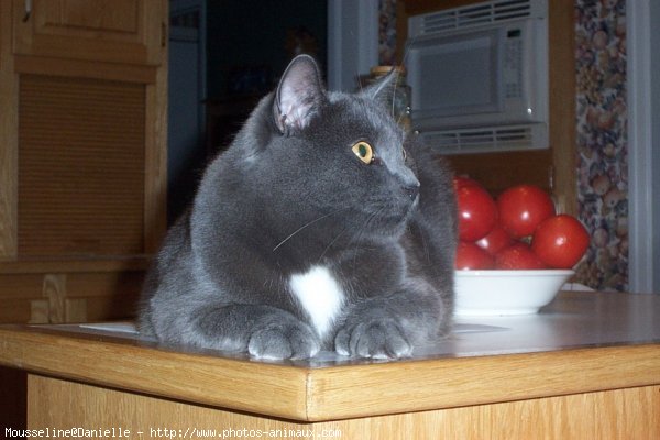 Photo de Chartreux