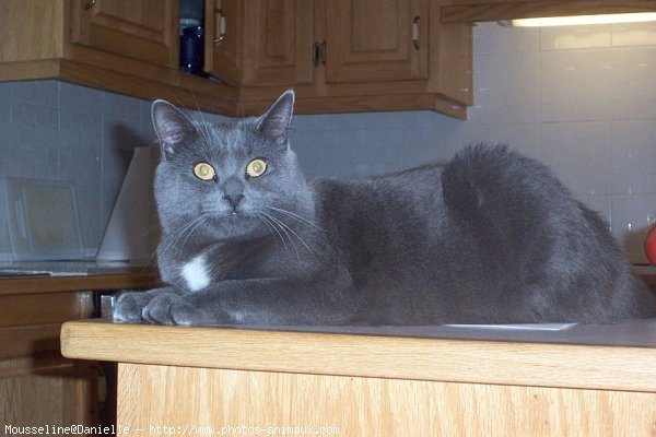 Photo de Chartreux