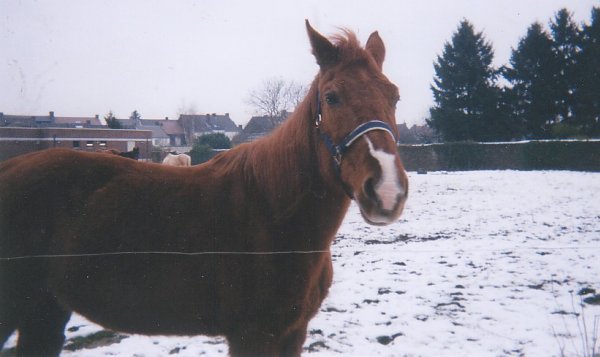 Photo de Trotteur franais