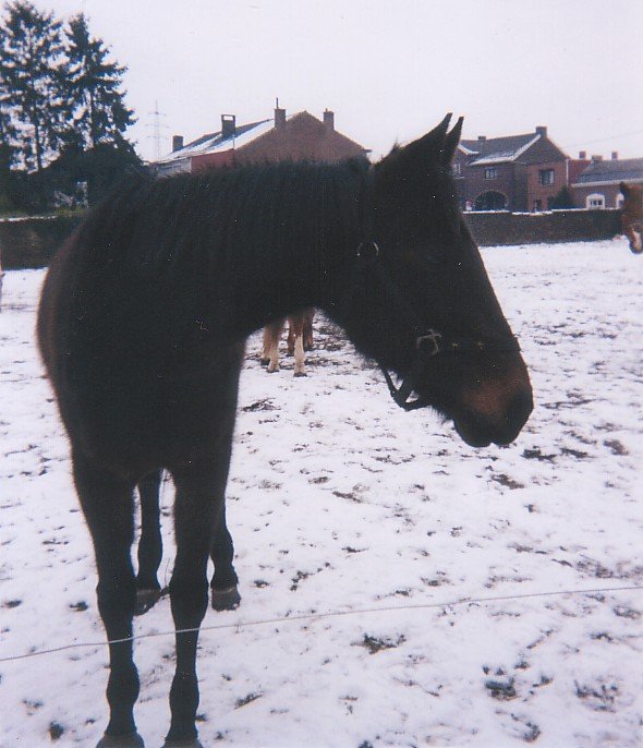 Photo de Trotteur franais