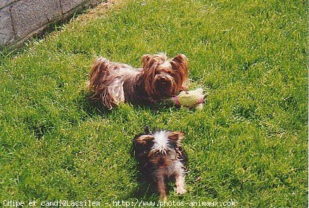 Photo de Yorkshire terrier