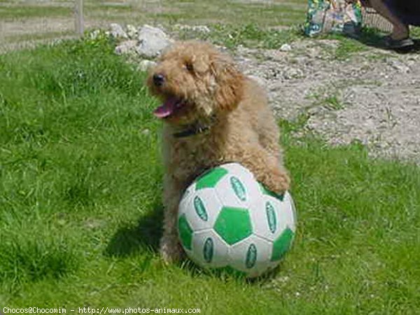 Photo de Caniche moyen