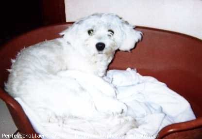 Photo de Bichon maltais