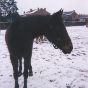 Photo de Trotteur franais