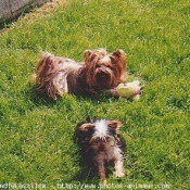 Photo de Yorkshire terrier