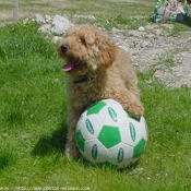 Photo de Caniche moyen