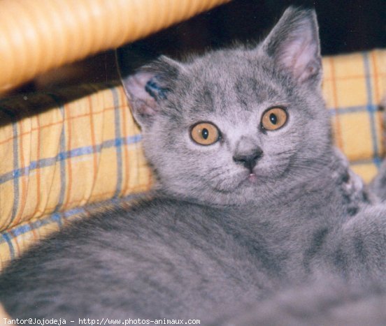 Photo de Chartreux