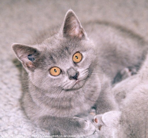 Photo de Chartreux