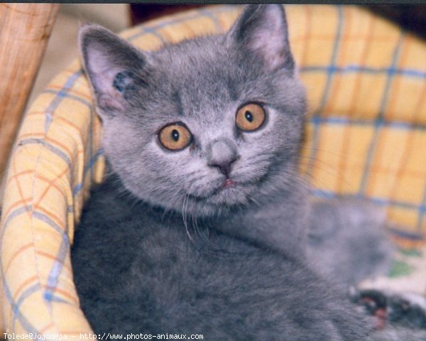 Photo de Chartreux