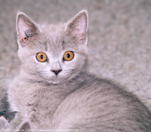 Photo de Chartreux