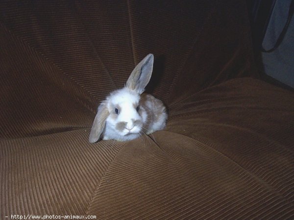 Photo de Lapin