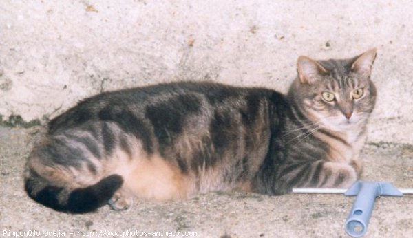 Photo de Chat domestique