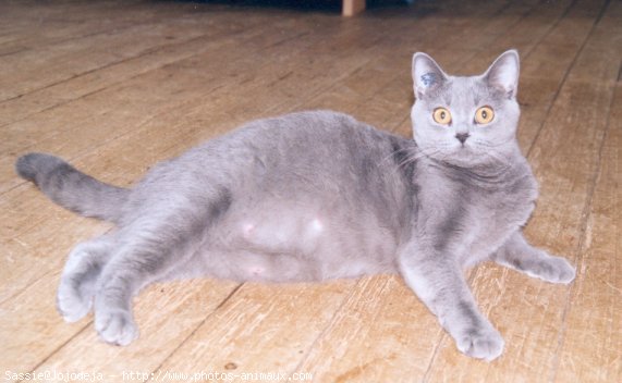 Photo de Chartreux