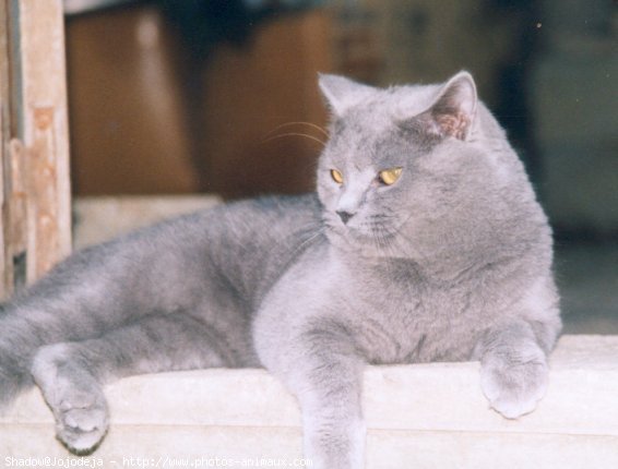 Photo de Chartreux