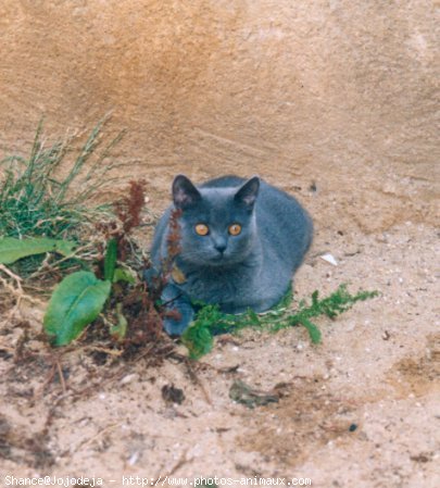 Photo de Chartreux