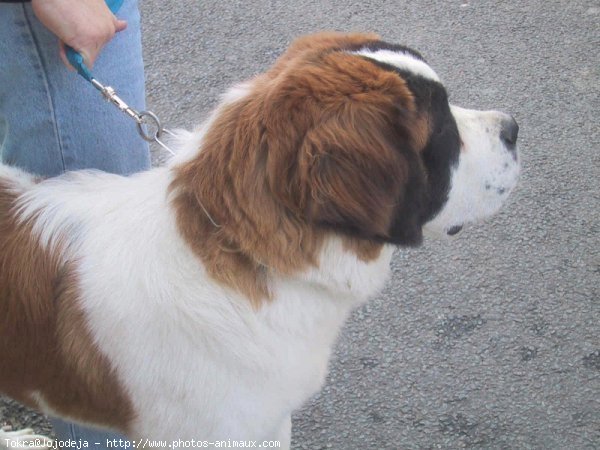 Photo de Saint-bernard poil long