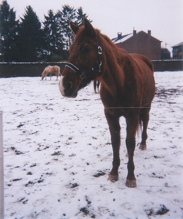 Photo de Trotteur franais