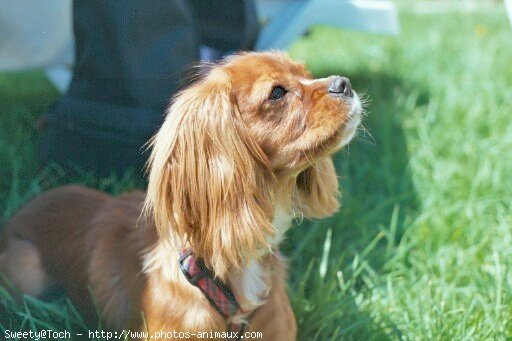 Photo de Cavalier king charles spaniel