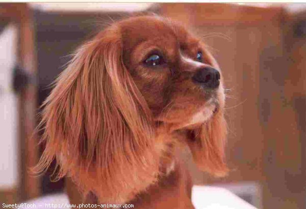 Photo de Cavalier king charles spaniel