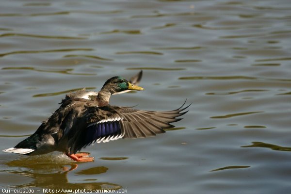 Photo de Canard