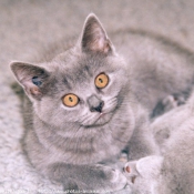 Photo de Chartreux