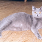 Photo de Chartreux