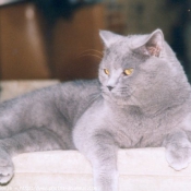 Photo de Chartreux