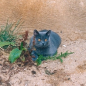 Photo de Chartreux