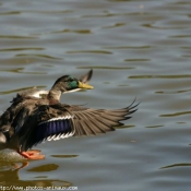 Photo de Canard