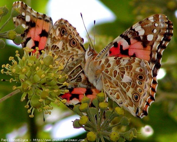 Photo de Papillon