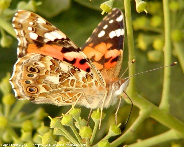 Photo de Papillon