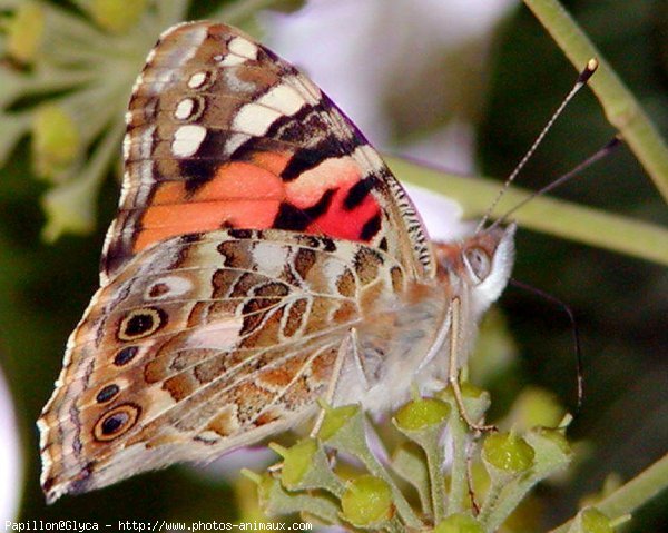 Photo de Papillon