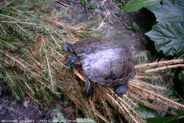 Photo de Tortue