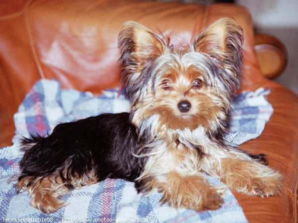 Photo de Yorkshire terrier