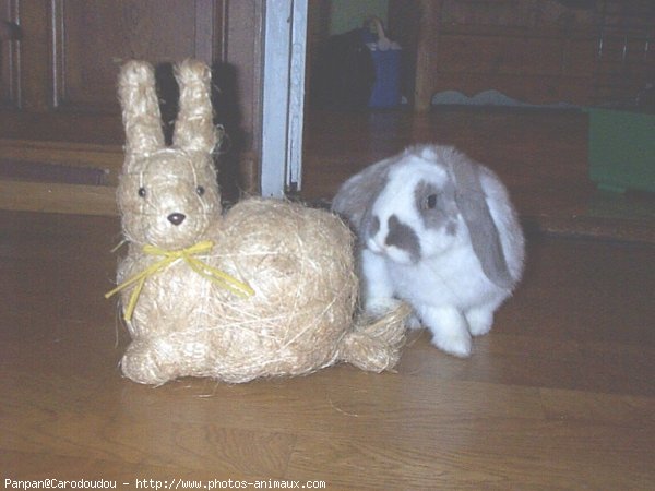 Photo de Lapin