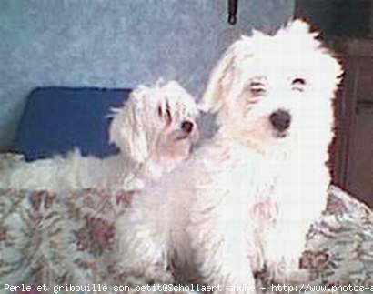 Photo de Bichon maltais