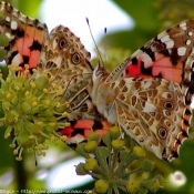 Photo de Papillon