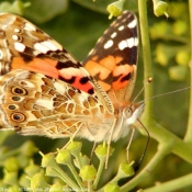 Photo de Papillon