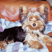 Photo de Yorkshire terrier