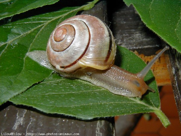 Photo d'Escargot