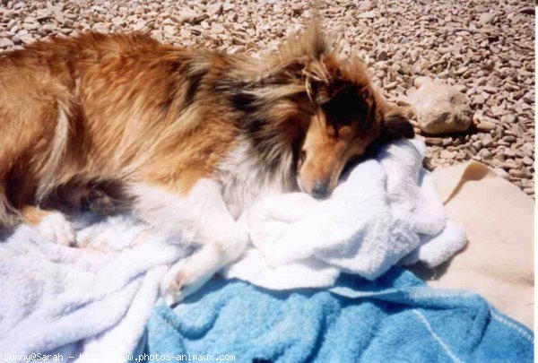 Photo de Chien de berger des shetland