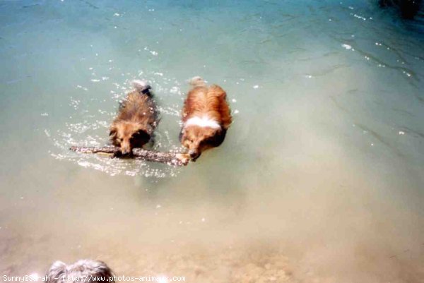 Photo de Chien de berger des shetland