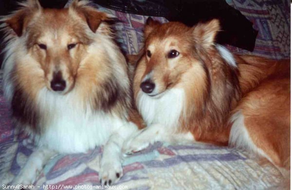 Photo de Chien de berger des shetland